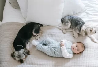 baby & pet